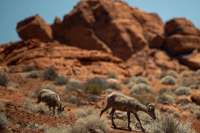 5 Hour Las Vegas Off-Road: Self Drive Jeep Mojave Adventure - The Mojave Trail Portion on Cottonwood Valley Road