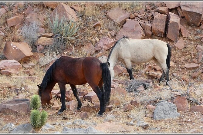 5 Hour Las Vegas Off-Road: Self Drive Jeep Mojave Adventure - Art Stop (Optional) and the Easy Ride Back