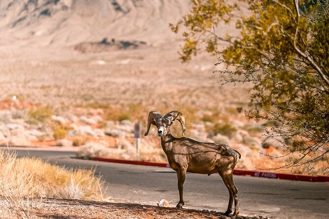 6hr Valley of Fire, Hoover Dam, Boulder City Tour from Las Vegas - What the $149 Price Covers (and What It Does Not)
