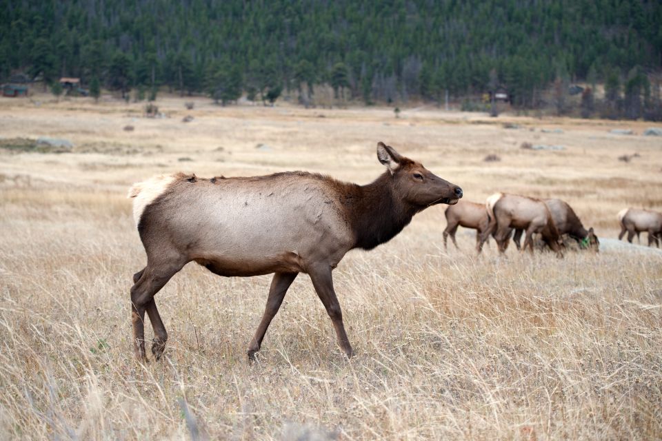 7-Day Yellowstone National Park Rocky Mountain Explorer - Day 6: Grizzly Bear and Wolf Discovery Center plus the Rocky Mountains campground night