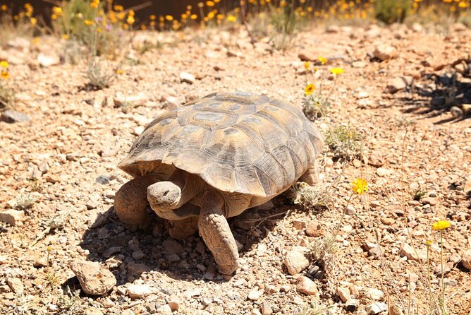 Audio Driving Tour: Grand Canyon West, Hoover Dam Red Rock Canyon - Hoover Dam: from engineering icon to photo viewpoints