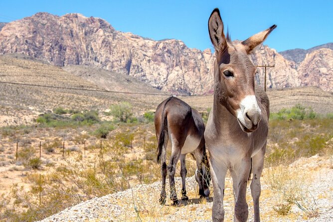 Audio Driving Tour: Grand Canyon West, Hoover Dam Red Rock Canyon - Grand Canyon West Skywalk and the Hualapai rim viewpoints