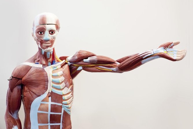 Bodies The Exhibition at the Luxor Hotel and Casino - Key Points Worth Knowing Before You Go