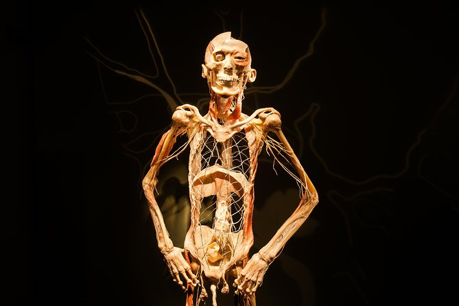 Bodies The Exhibition at the Luxor Hotel and Casino - Ticket Value: What $37.13 Buys You (and What to Budget)