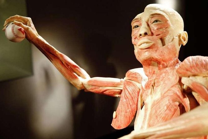 Bodies The Exhibition at the Luxor Hotel and Casino - The Private Room: Preserved Fetuses at Different Stages