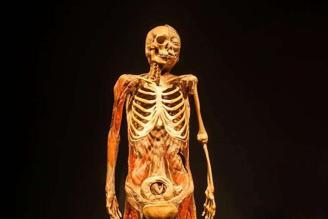 Bodies The Exhibition at the Luxor Hotel and Casino - How to Tour It at Your Own Pace (Without Feeling Lost)