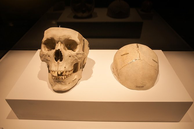 Bodies The Exhibition at the Luxor Hotel and Casino - Graphic Content, Respectful Presentation, and the Family Question