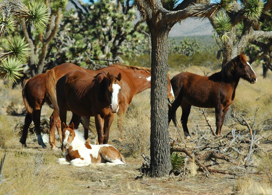 From Las Vegas: Grand Canyon West 5-in-1 Tour with Rim Lunch - Key highlights worth circling