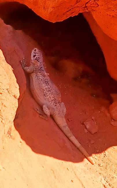 From Las Vegas: Valley of Fire Full-Day Guided Tour w/ Lunch - Key Highlights You’ll Want to Aim For