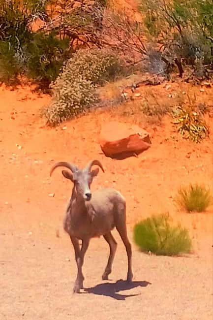 From Las Vegas: Valley of Fire Full-Day Guided Tour w/ Lunch - Seven Sisters Lunch: A Deli Meal in the Middle of the Rocks