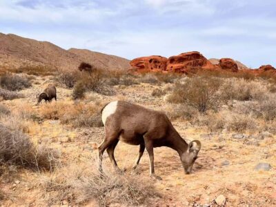 From Las Vegas: Valley of Fire State Park Guided Day Tour - Valley of Fire entry: 40,000 acres of old rock art