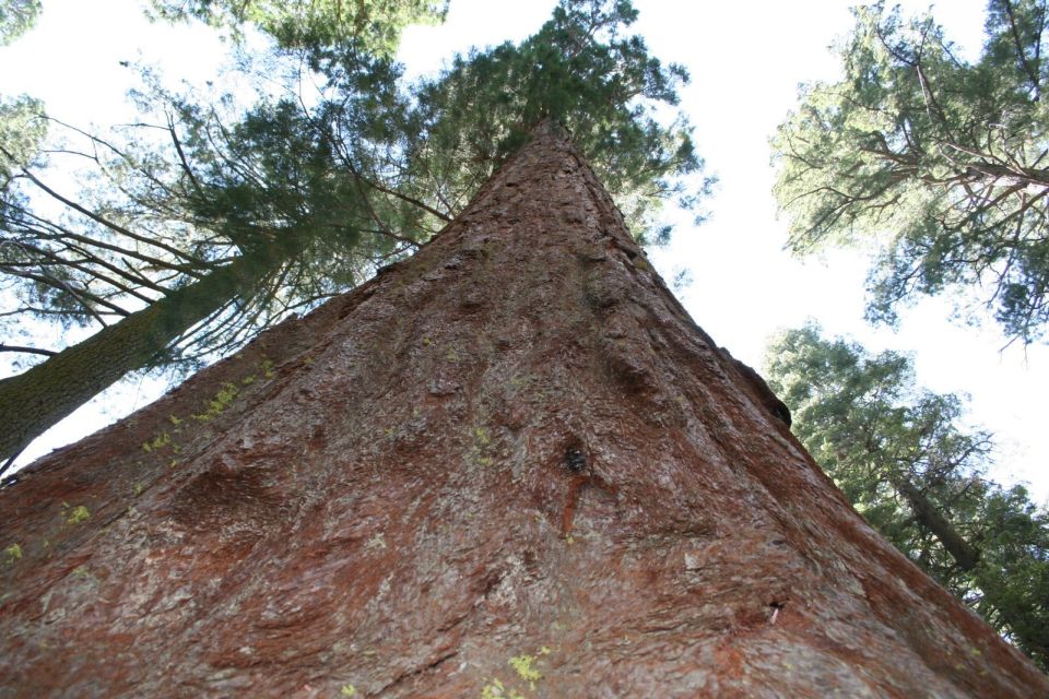 From Vegas to San Francisco: 7-Day National Park Tour - From Vegas to San Francisco: a national-park road trip with real pacing