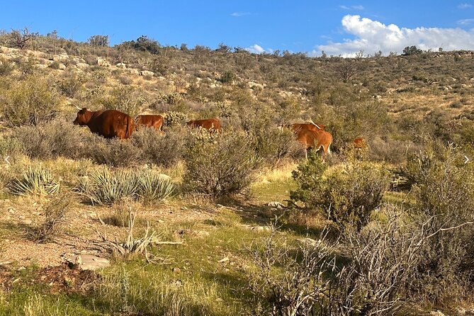 Grand Canyon ATV Tour - West Rim Trail Riding for One Hour: Warm-Up Through Joshua Trees