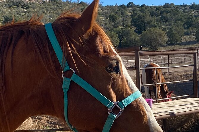 Grand Canyon ATV Tour + Horseback Riding Tour - Small Group Reality: Max 14 Travelers, More Attention per Person
