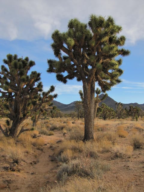 Grand Canyon Hoover Dam and Joshua Tree VIP Small Group Tour - Guide Style Can Make or Break the Day