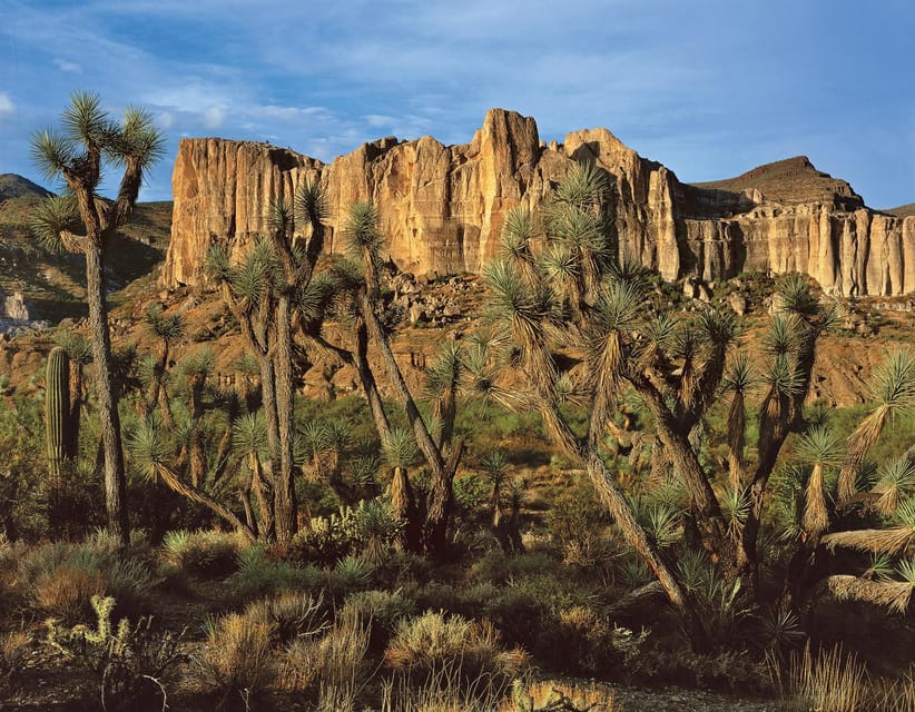 Grand Canyon Hoover Dam and Joshua Tree VIP Small Group Tour - Joshua Tree Forest: A Quick Stop That Can Still Be Worth It