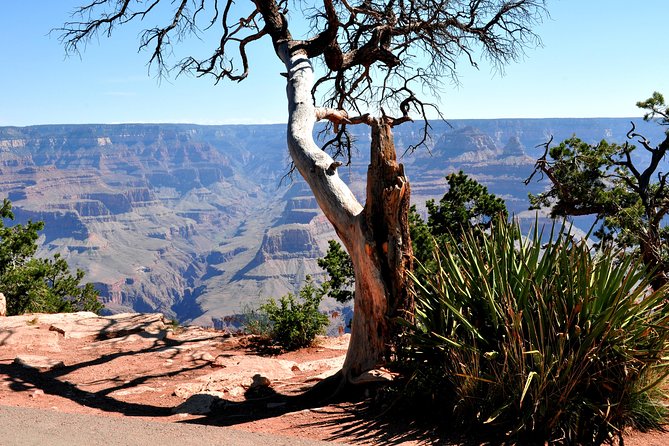 Grand Canyon National Park VIP Tour from Las Vegas - Getting From the Strip to the South Rim Without a Rental Car