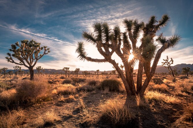 Grand Canyon West, Hoover Dam and Seven Magic Mountains & LV Sign - Boulder City and Nevada bighorn sheep: wildlife viewing, not guaranteed