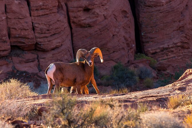 Grand Canyon West, Hoover Dam and Seven Magic Mountains & LV Sign - Lunch at Eagle Point: included canyon-view fuel