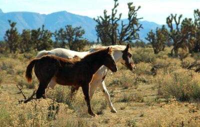 Grand Canyon West & Hoover Dam Combo Tour - Crossing the High Desert to the Joshua Tree Forest