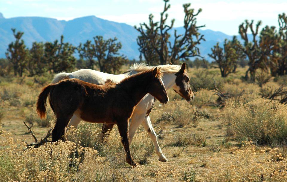 Grand Canyon West & Hoover Dam Combo Tour - Crossing the High Desert to the Joshua Tree Forest