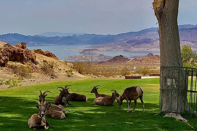 Hoover Dam Electric Bike Tour - Stop 1: Hemenway Park and the bighorn sheep possibility