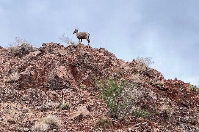 Hoover Dam Raft Tour with Transport & Swim in Black Canyon - Wildlife and canyon time: spotting bighorn sheep and local plants