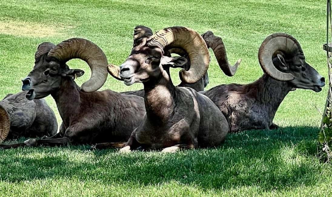 Hoover Dam,7 Magic Mountains VIP Experience Small Group Tour - Hemenway Park and Bighorn Sheep: Wildlife Time with Honest Uncertainty