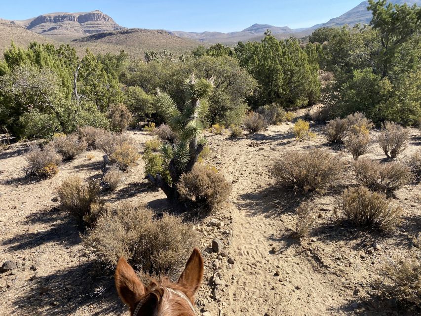 Horseback Ride thru Joshua Tree Forest with Buffalo & Lunch - The higher-elevation views: why this stop is more than scenery
