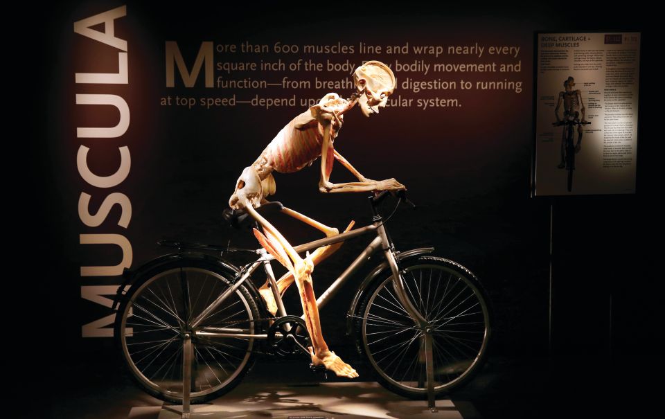 Las Vegas: BODIES | The Exhibition at the Luxor - Key Highlights Worth Your Time