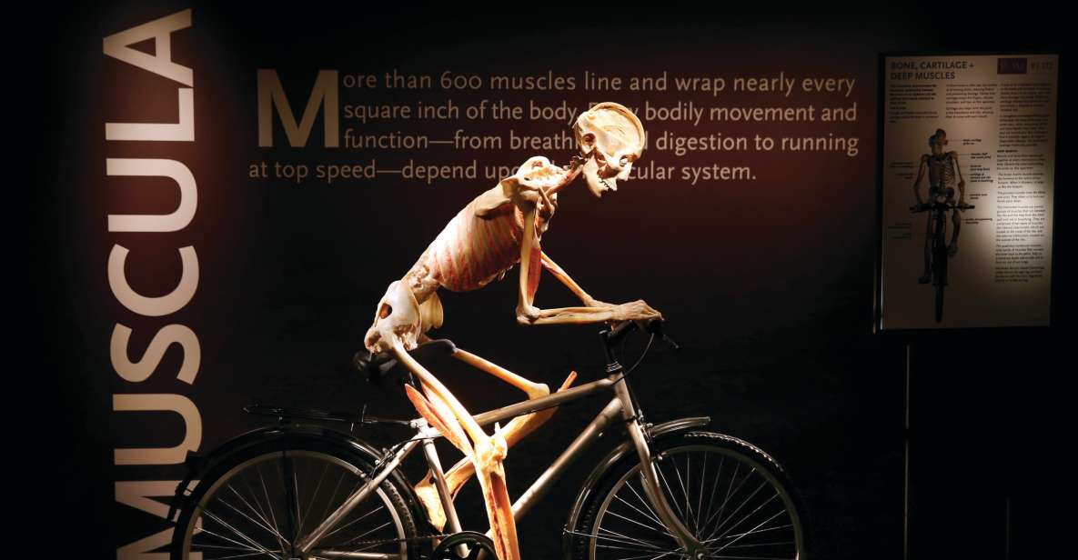 Las Vegas: BODIES | The Exhibition at the Luxor - First Steps Inside Bodies…The Exhibition at the Luxor