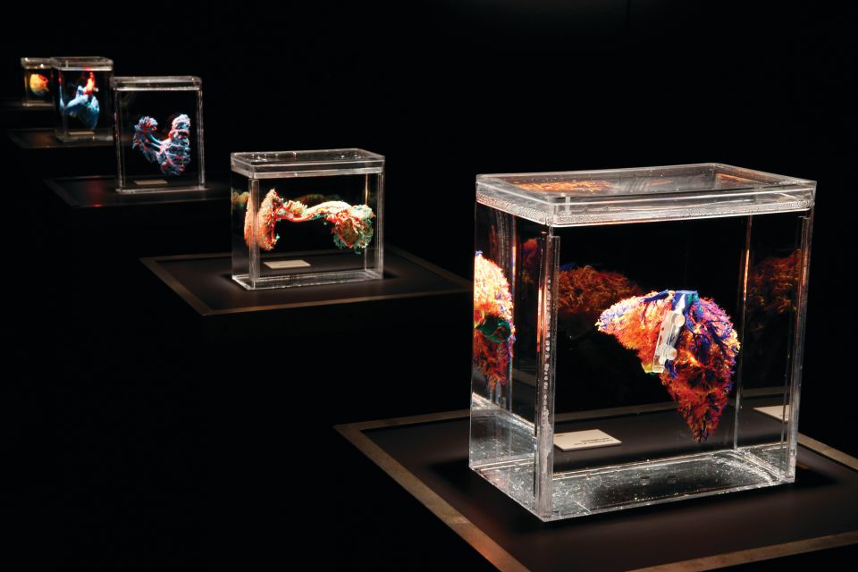 Las Vegas: BODIES | The Exhibition at the Luxor - The Room-by-Room Way It Explains Your Body Systems