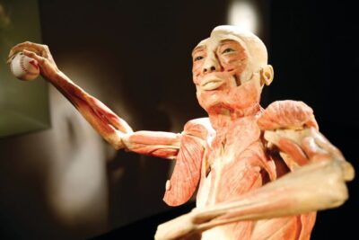 Las Vegas: BODIES | The Exhibition at the Luxor - What You See: 13 Real Whole-Body Specimens and 260+ Organs