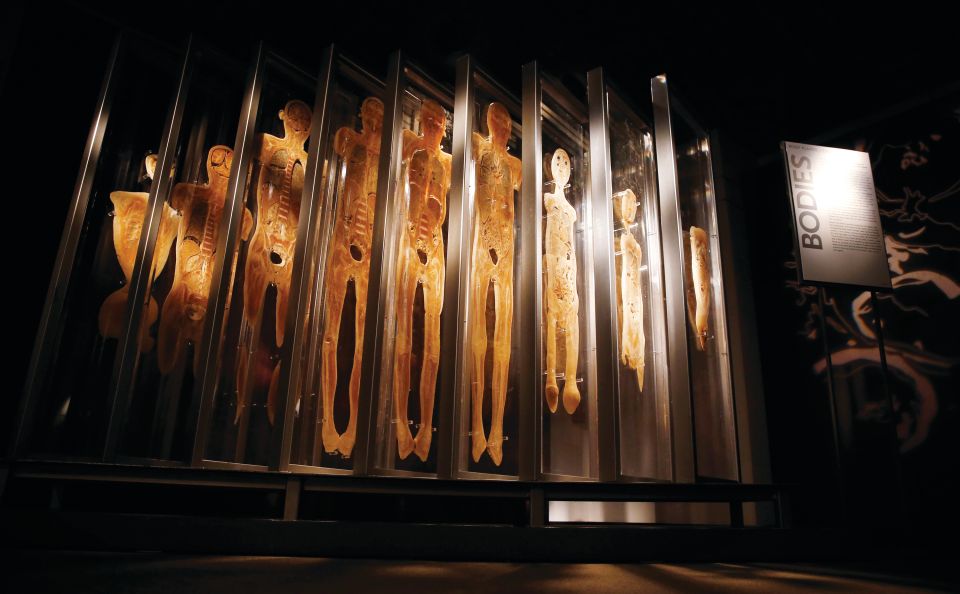 Las Vegas: BODIES | The Exhibition at the Luxor - Timing Your Visit: Valid 1 Day and Last Entry at 5:00 PM