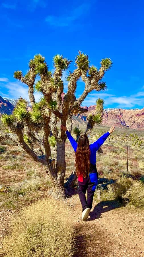 Las Vegas: Private Red Rock Canyon Guided Driving Adventure - Getting to Red Rock Canyon fast: pickup, comfort, and the 2-hour rhythm