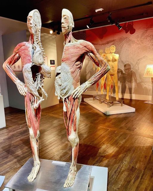 Las Vegas: REAL BODIES at Horseshoe Las Vegas Entry Ticket - Art Installations at the Exhibit: Wall of Bones, Fan Wall, and More