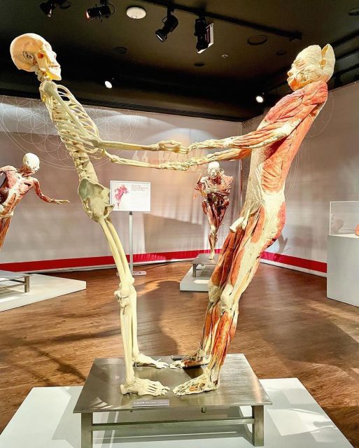 Las Vegas: REAL BODIES at Horseshoe Las Vegas Entry Ticket - Price and Value: Is $41 Worth It?
