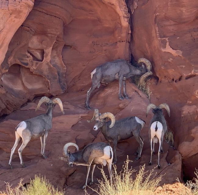 Las Vegas: Valley Of Fire State Park Tour - Getting the Most From a Guide: Victor’s Style vs. Real-World Variations