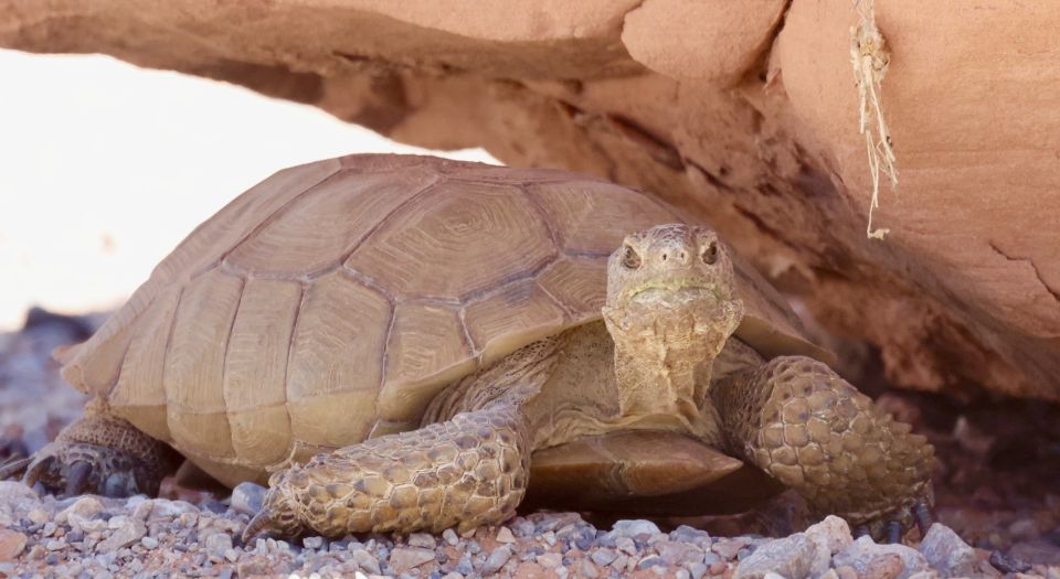 Las Vegas: Valley of Fire Sunset Tour with Hotel Transfers - Who This Valley of Fire Sunset Tour Fits Best