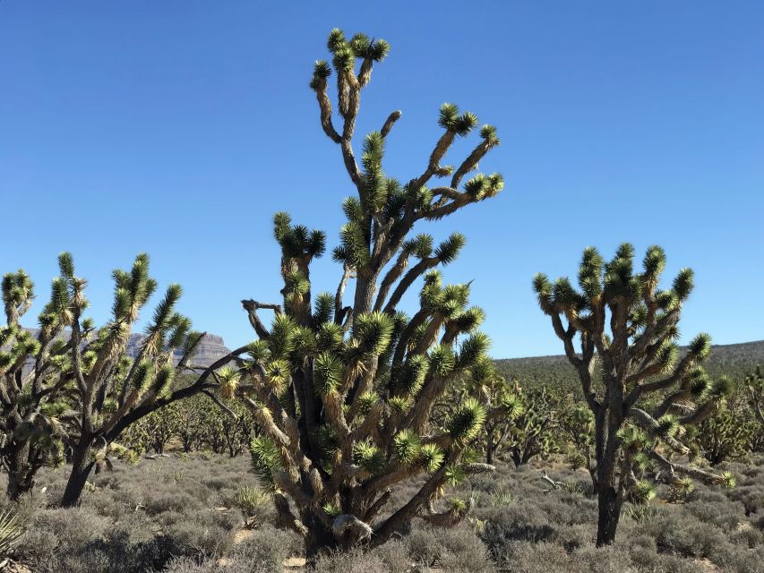 Las Vegas:Grand Canyon West Tour, Ranch Lunch, Skywalk Entry - Who this tour suits best (and who should consider alternatives)