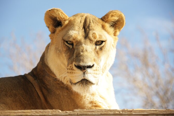 Lion Habitat Ranch Admission Ticket in Las Vegas - Key highlights at Lion Habitat Ranch (what matters most)