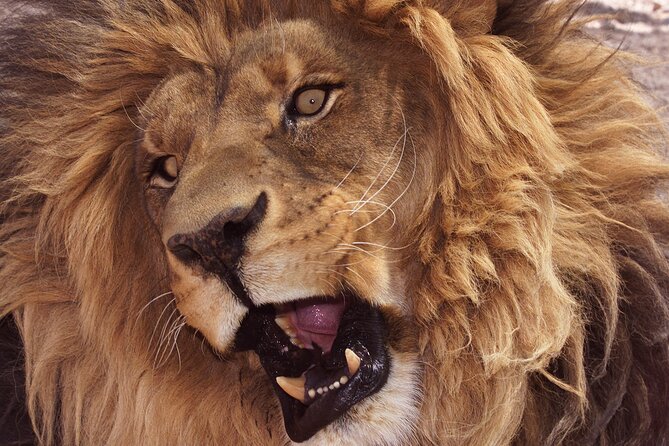 Lion Habitat Ranch Admission Ticket in Las Vegas - Why prebooking and a mobile ticket matter in Vegas