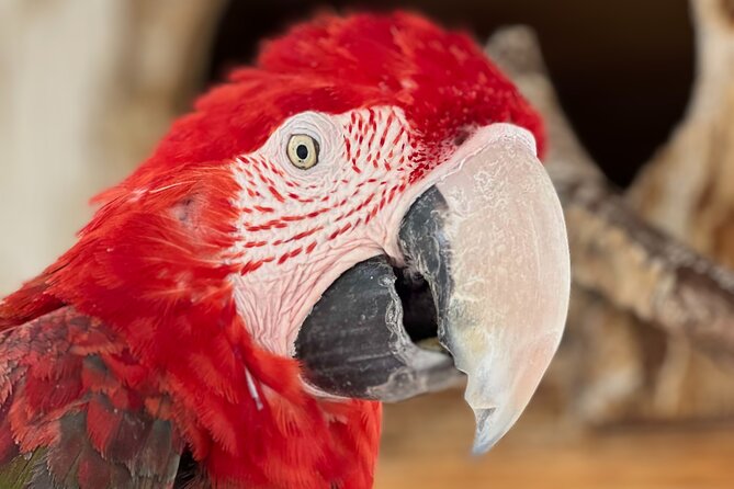 Lion Habitat Ranch Admission Ticket in Las Vegas - Keeper-led chats and demonstrations: the part that turns photos into learning