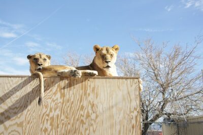 Lion Habitat Ranch Admission Ticket in Las Vegas - Your one-stop plan: the grounds at Lion Habitat Ranch