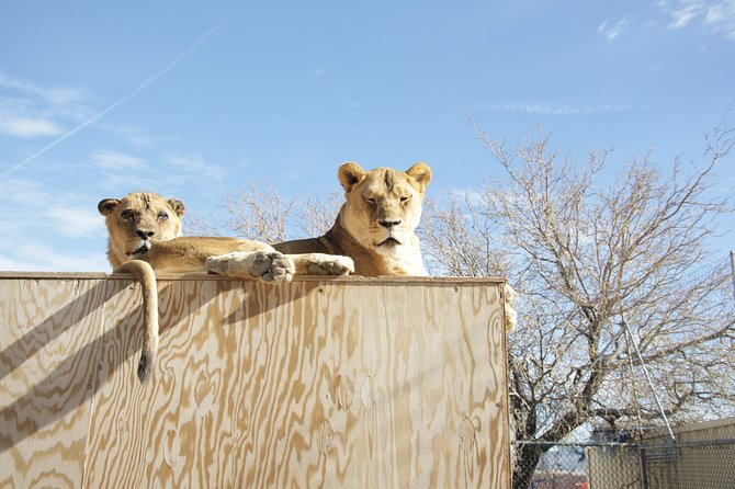 Lion Habitat Ranch Admission Ticket in Las Vegas - Your one-stop plan: the grounds at Lion Habitat Ranch