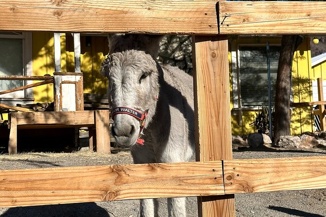 Oatman Mining Camp, Burros, Scenic RT 66 Direct From Las Vegas - Price and Value: Is $193 a Fair Deal for This Day?