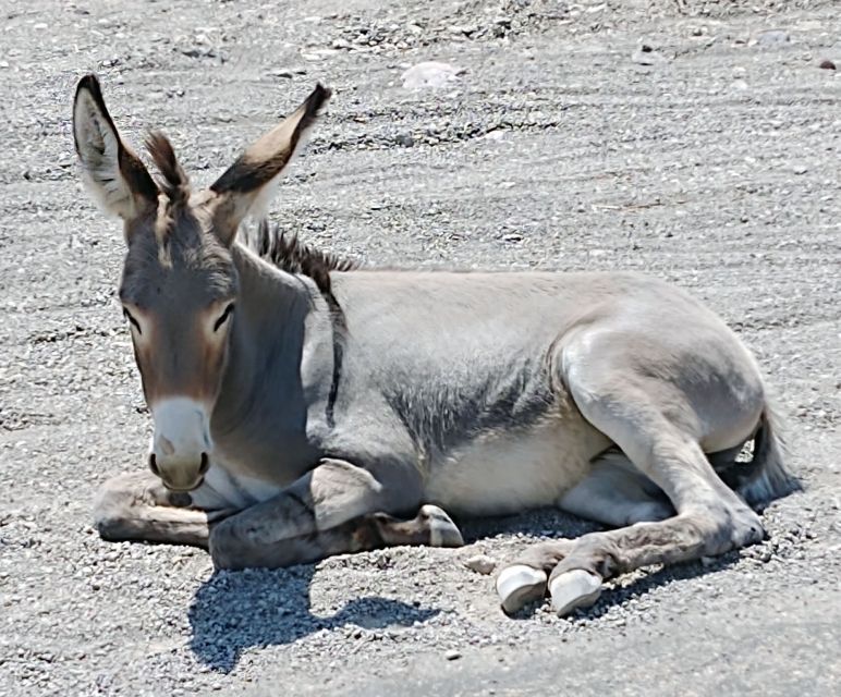 Oatman Mining Village: Burros/Route 66 Scenic Mountain Tour - Stop 1: Kingman Powerhouse Visitor Center (Route 66 + Electric Vehicle Museum)