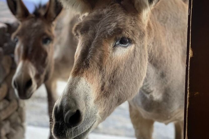 Oatman Old West Town: Route 66, Museum & Black Mountain Drive - Price and value: what $129 buys you (and what it doesn’t)