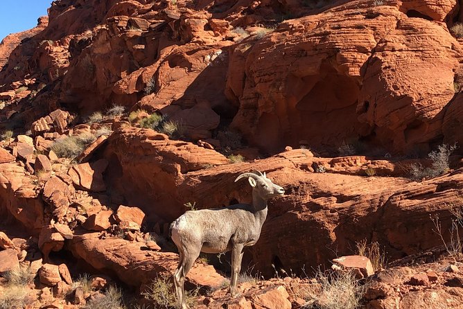 Private Valley of Fire Hiking Tour from Las Vegas - Stop 1: Valley of Fire Visitor Center basics before you hike