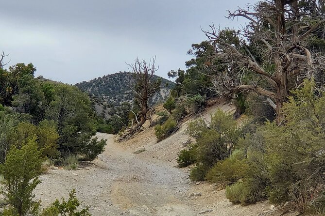 Red Rock Canyon Half Day Jeep Tour Offroad Adventure - Getting started near the Strip at 3575 W Naples Dr